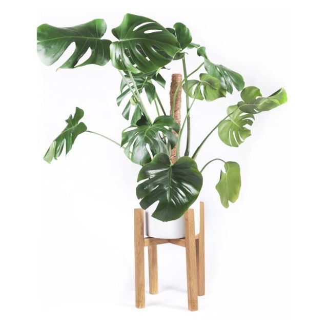 Pidestall i Eiketre, 28 cm